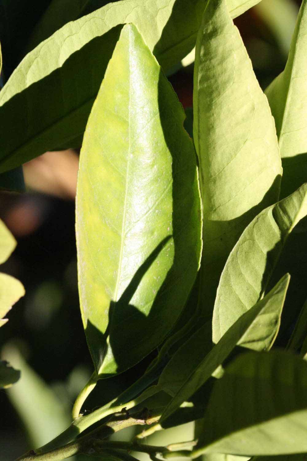              Unifoliolate leaf (Riverside, CA)       